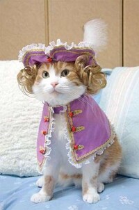 Feline Couture