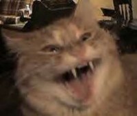 Vampire Cat Clubs