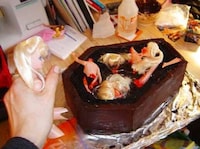 Coffin Cakes