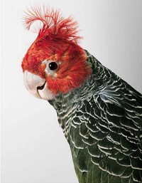 Posing Bird Portraits Image 2