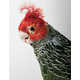 Posing Bird Portraits Image 2