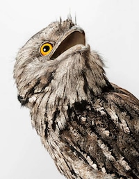 Posing Bird Portraits Image 3