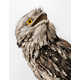 Posing Bird Portraits Image 3