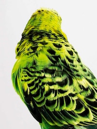 Posing Bird Portraits Image 4