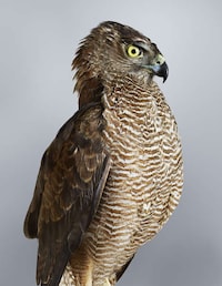 Posing Bird Portraits Image 5
