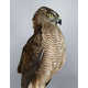 Posing Bird Portraits Image 5