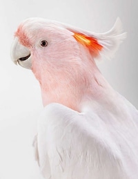 Posing Bird Portraits Image 6