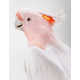 Posing Bird Portraits Image 6