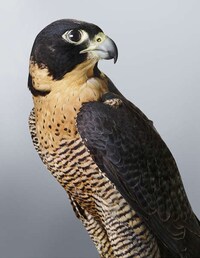 Posing Bird Portraits Image 7