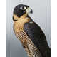 Posing Bird Portraits Image 7
