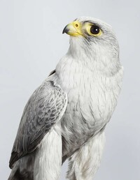 Posing Bird Portraits Image 8