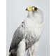 Posing Bird Portraits Image 8