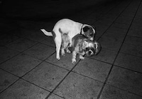 Korean Brotherhood Photography Image 4