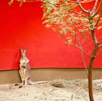 Unnatural Zoo Environment Photos Image 2