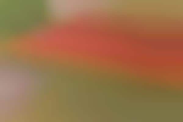 Aerial Tulip Captures