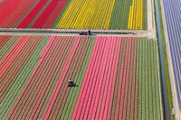 Aerial Tulip Captures Image 2