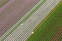 Aerial Tulip Captures Image 4