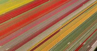 Aerial Tulip Captures Image 5
