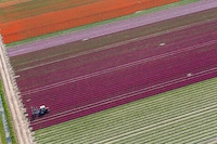 Aerial Tulip Captures Image 6