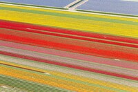 Aerial Tulip Captures Image 7