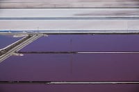 Purple Bay Photography Image 2