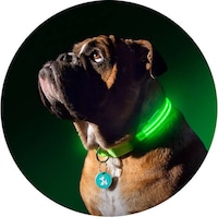 LED Light Leashes Image 3