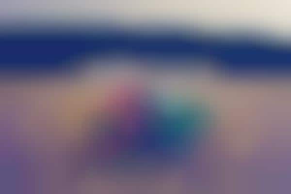 Candy-Colored Sheep Photography
