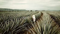 Lavish Tequila Tastings Image 3