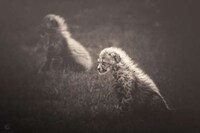 Zoo Animal Photography Image 2