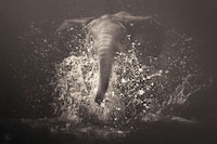 Zoo Animal Photography Image 4