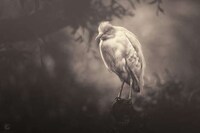 Zoo Animal Photography Image 5
