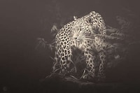 Zoo Animal Photography Image 6