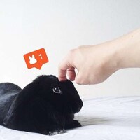 Pet Rabbit Photography Image 3