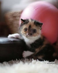 Imaginary Crossbreed Blogs Image 2