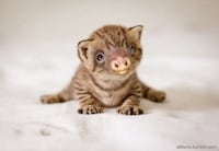 Imaginary Crossbreed Blogs Image 3