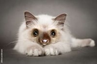 Imaginary Crossbreed Blogs Image 4