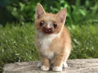 Imaginary Crossbreed Blogs Image 5