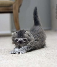 Imaginary Crossbreed Blogs Image 6