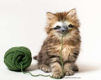 Imaginary Crossbreed Blogs Image 7