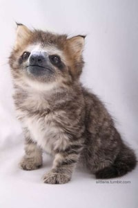Imaginary Crossbreed Blogs Image 8