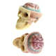 Spooky Chocolate Skulls Image 4