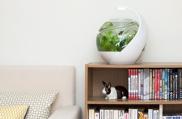 Self-Cleaning Fish Tanks