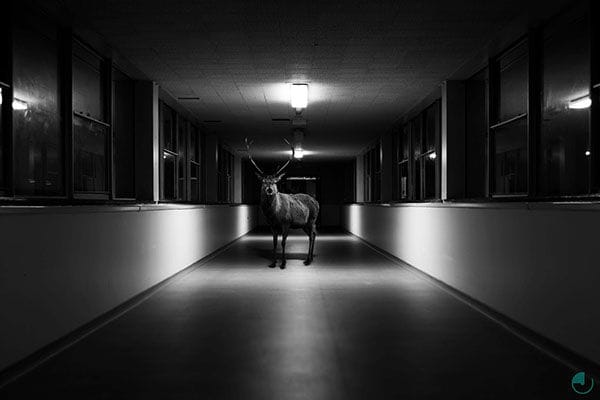 Urban Wildlife Photography