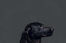 Euthanised Dog Photography