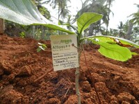 Urban Thicket-Growing Services Image 2