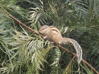 Urban Thicket-Growing Services Image 3