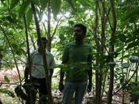 Urban Thicket-Growing Services Image 5