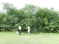 Urban Thicket-Growing Services Image 6