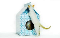 Eco Feline Homes Image 3
