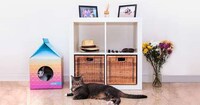 Eco Feline Homes Image 5